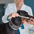 Finding The Best Location For Your Veterinary Office