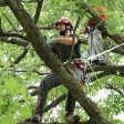 What Is the Estimated Cost of Tree Trimming?