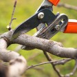 When Should You Have Your Trees Trimmed?
