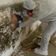 When Is Mold Removal Necessary?
