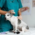 Finding The Real Estate For Your Veterinary Place