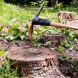 What Ideas Do You Need for Removing Small Tree Stumps?