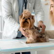 Preparing The Perfect Veterinary Clinic With Real Estate Expertise