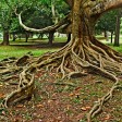 Tips to Deal with Tree Root Problems