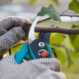 Should You Trim Trees in the Summer?