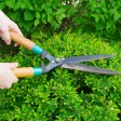 When To Cut Back Trees and Bushes