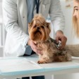 Find The Best Location For A Veterinary Practice