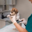 Finding The Best Location For A Veterinary Clinic