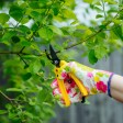 When Should You Prune Your Fruit Trees?