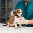 Selecting The Best Location For Your Veterinary Business