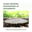 What Are The Simple Ways Help You Rid of Tree Stumps?